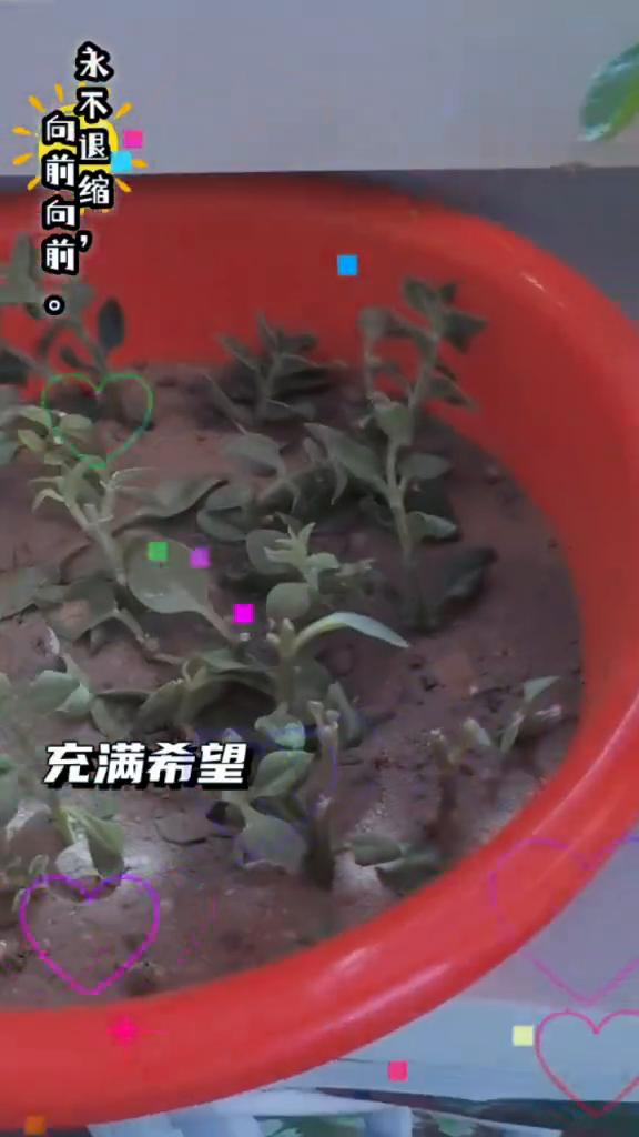 永不退缩，向前向前。充满希望。