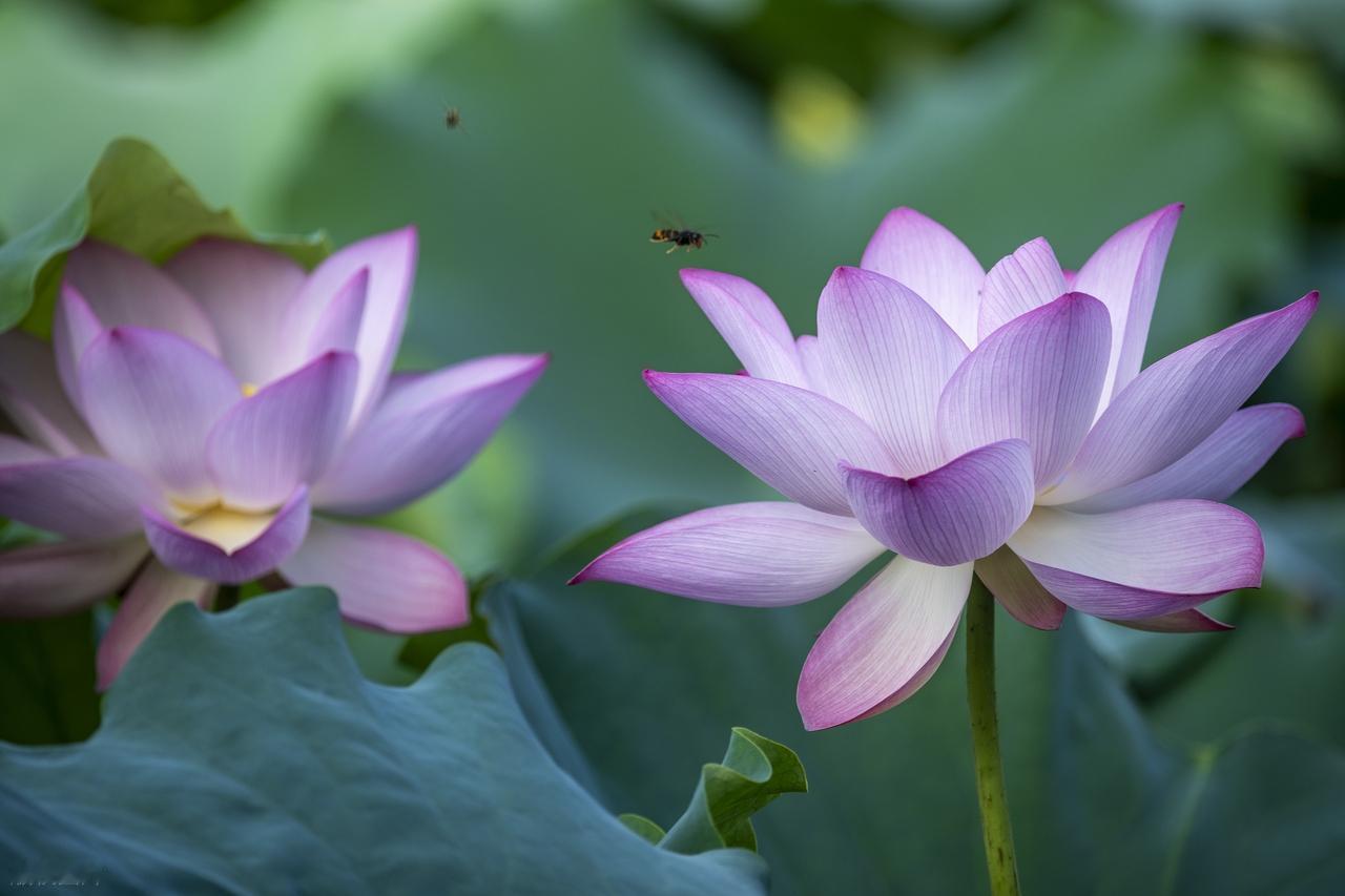 不管怎样，生活还是要继续向前走去。有的时候伤害和失败不见的是一件坏事，它会让你变