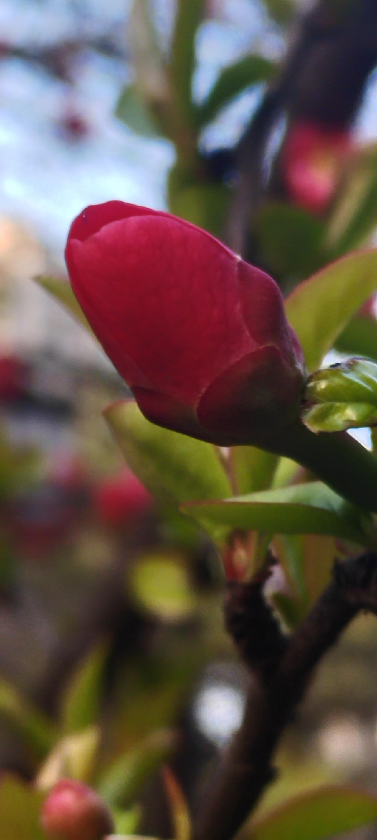 上周去植物园锻炼时，遇到了好久没有见到的朋友，我问他去哪里了，他咳声叹气说了他的