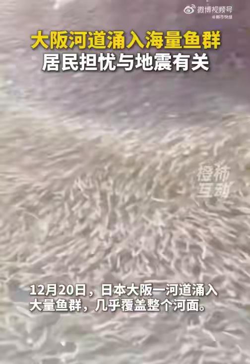 日本大阪河道现大量鱼群居民担忧地震

 
近日，日本大阪道顿堀河道出现大量鱼群密