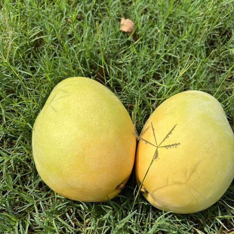 🥭海南三亚奶油澳芒，被誉为芒果界奶油慕斯！产自三亚北纬18°黄金热带产区，充足