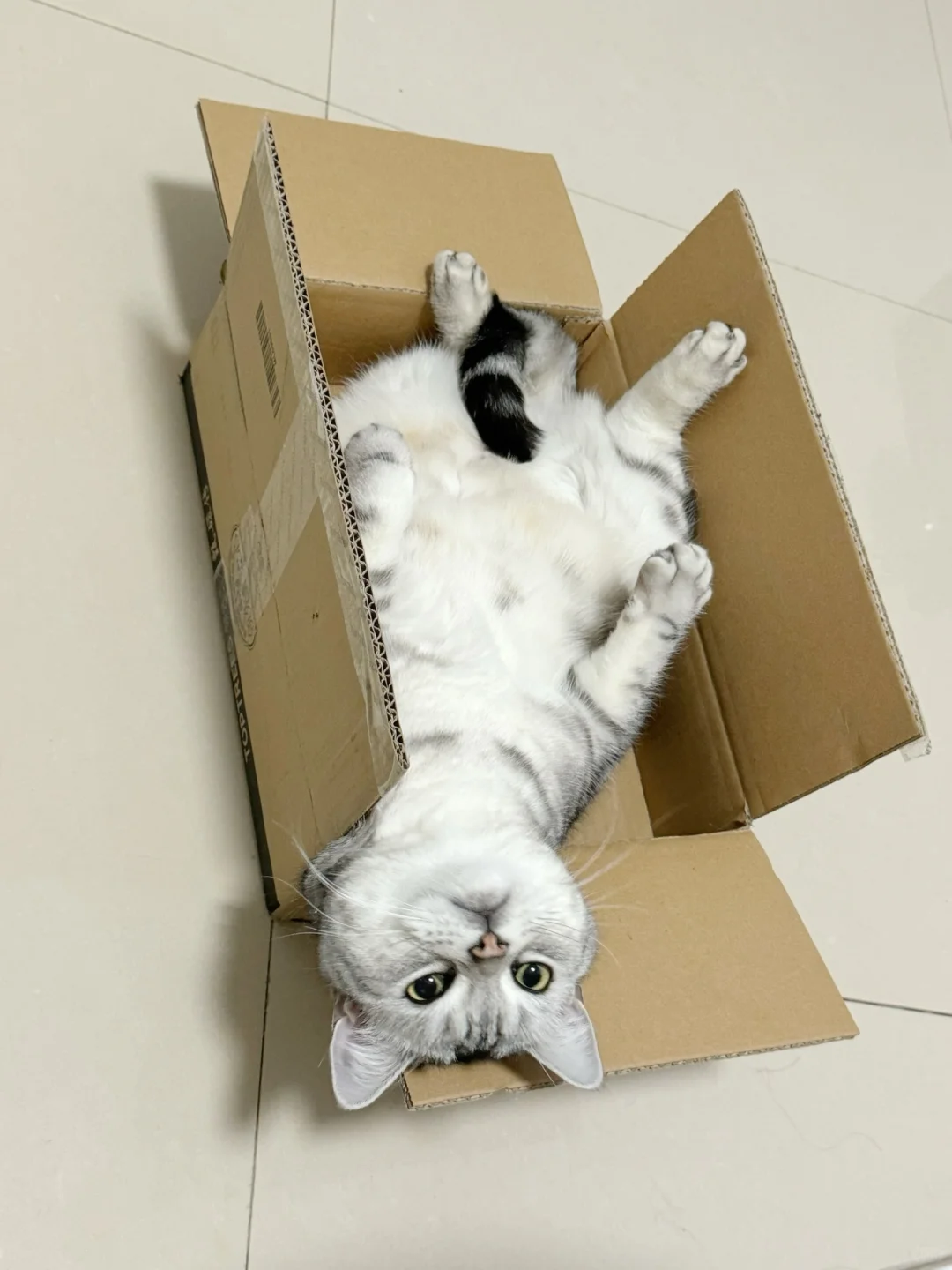 一张照片证明你家猫咪很幸福