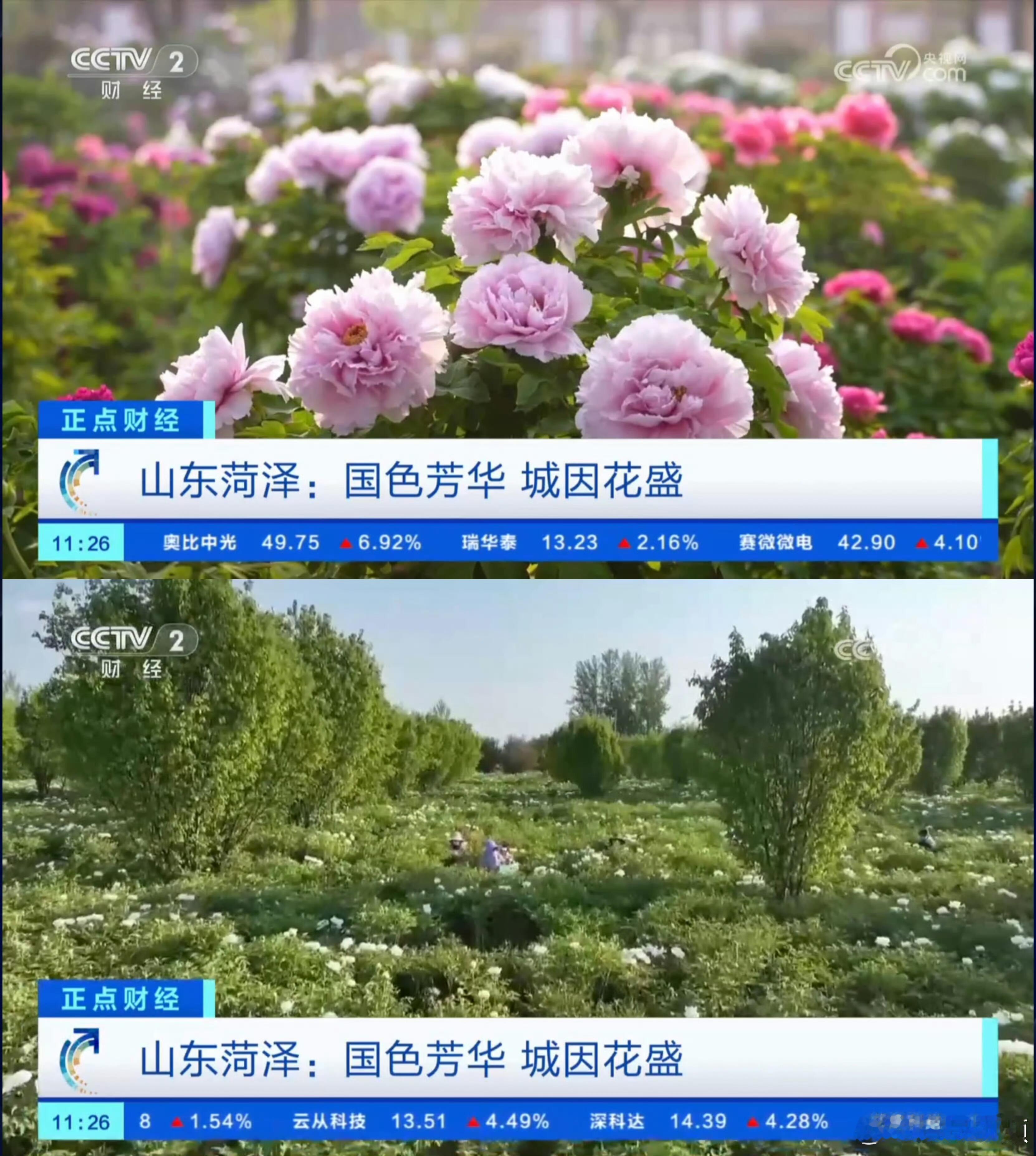 广电精品之夜上，山东官方亲自认证国色芳华的带动效应，不仅剧里文化元素出圈，更让山