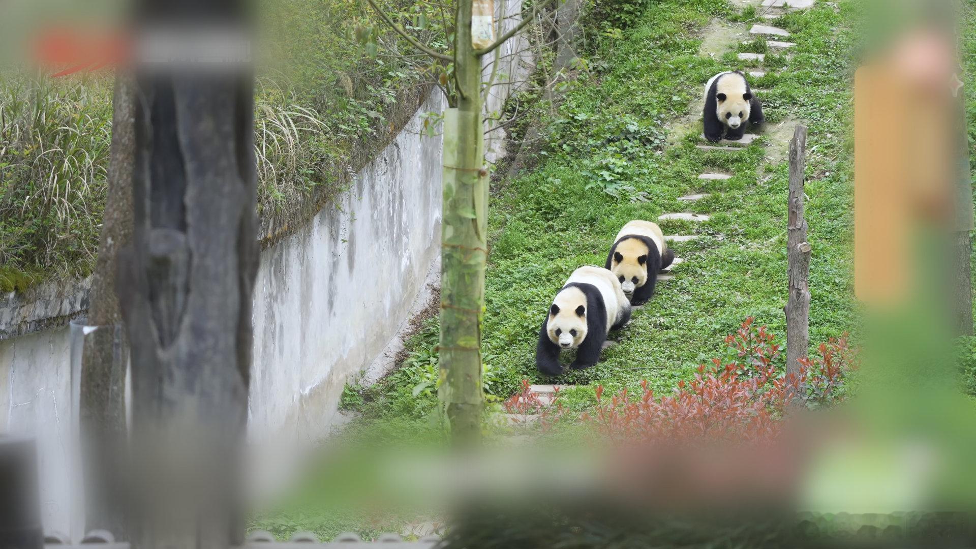 在成都看福凤双胞胎的团圆路 今天又可以看大熊猫啦，一起来悄悄福凤的双胞胎是怎么团