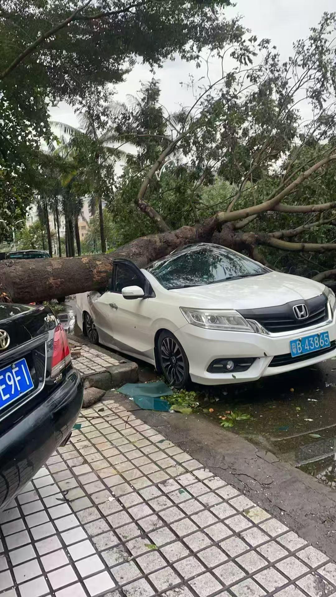台风“麦德姆”过后，
湛江市区一片狼藉，
今天天气还是阴沉沉的下着小雨。
202