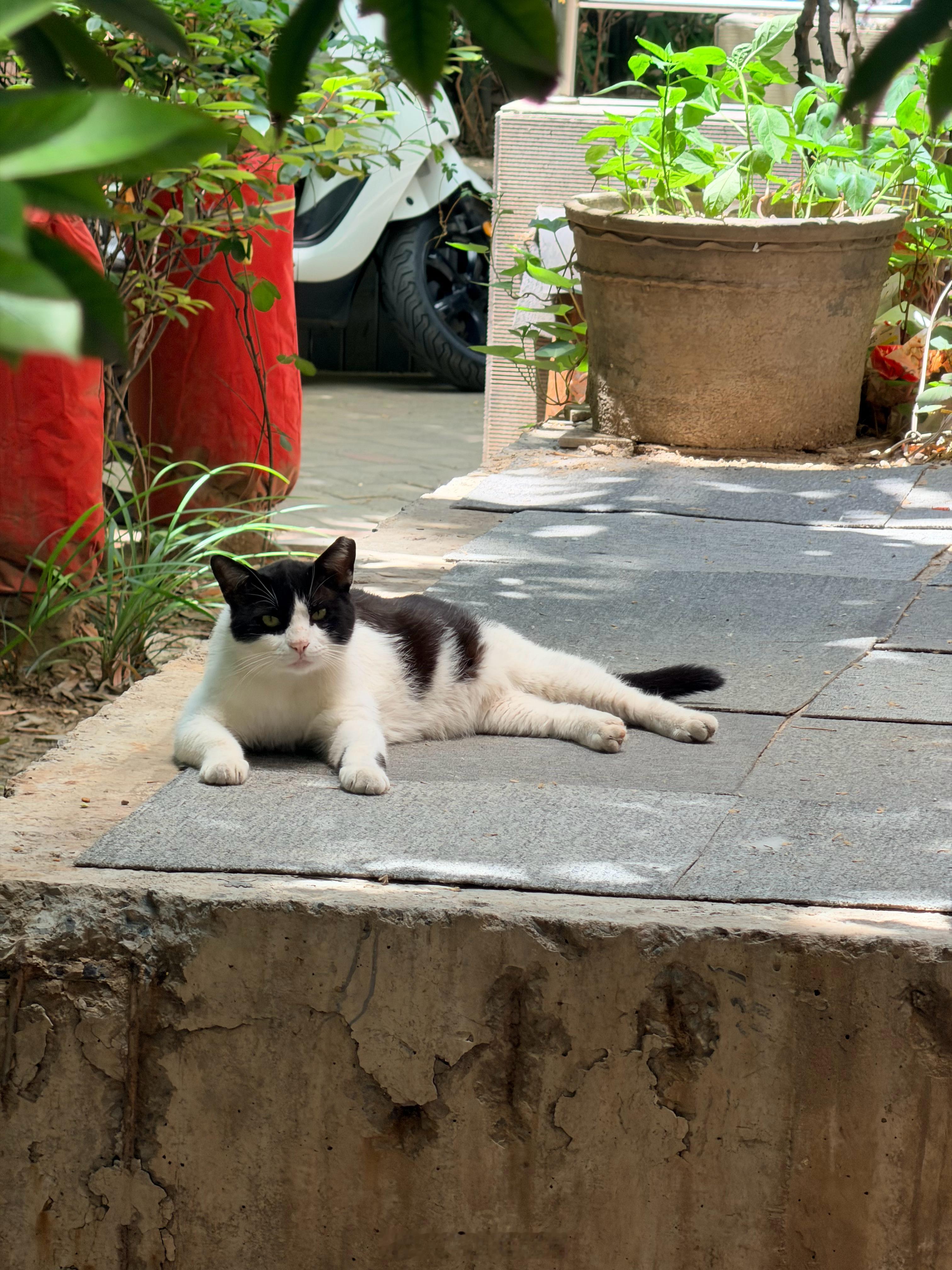 熊猫猫最近好像是被围观的太烦了….人流高峰期的时候，他就转移到俩单元中间的猫岛了