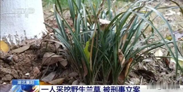 挖兰草被抓了，4株就判刑？真不是小题大做。
这事最近在我们村也传开了，高铁站、山