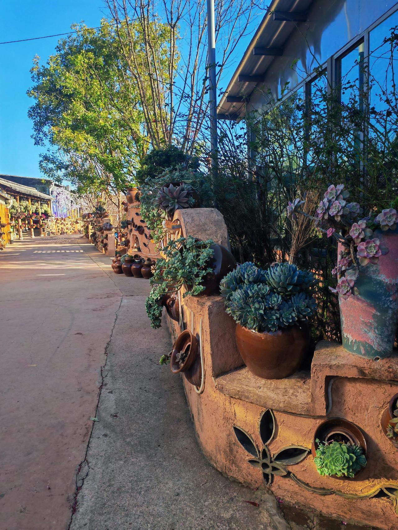 云南满地的多肉你羡慕吗？蓝天白云，晴空万里，才华横溢，光芒四射😀！