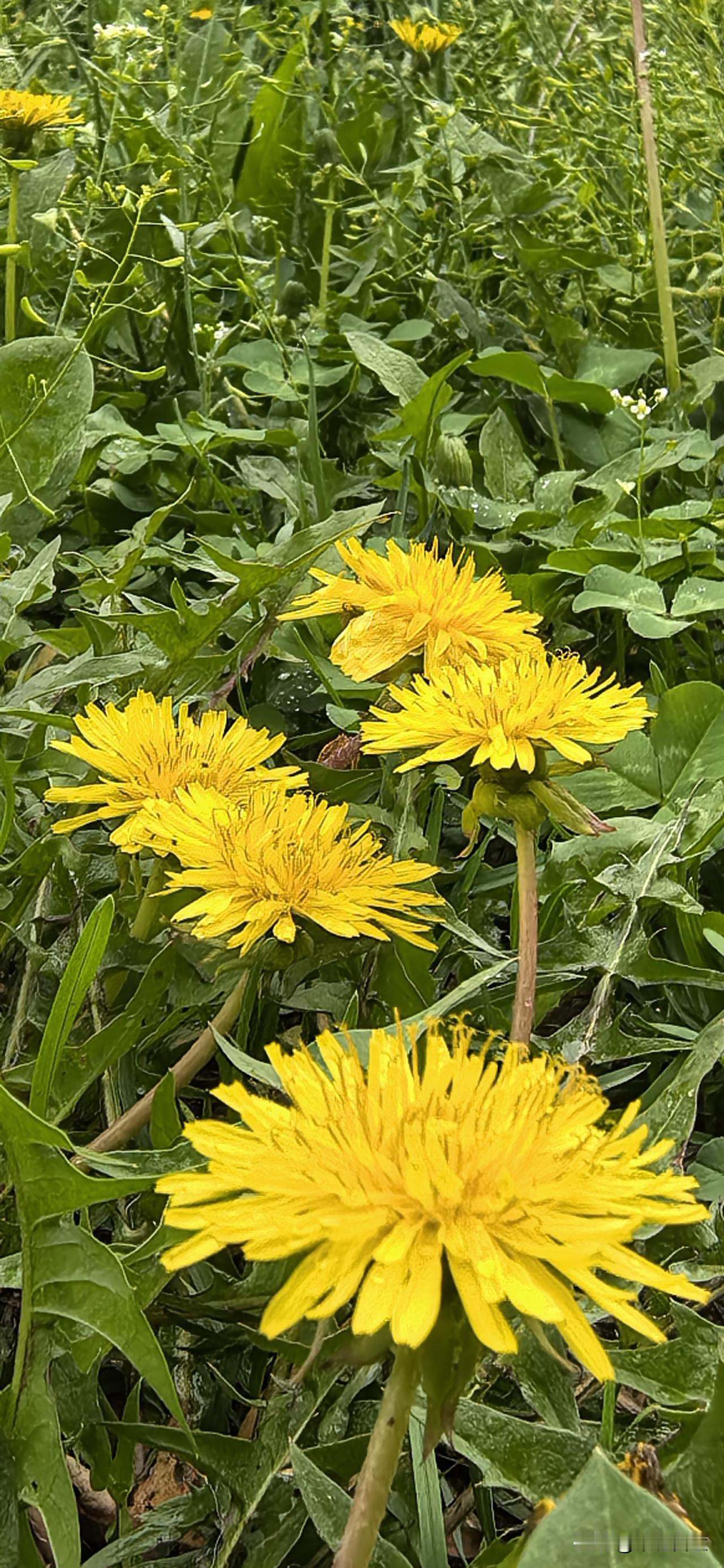 相册里的花花草草苦菜花开满地黄！