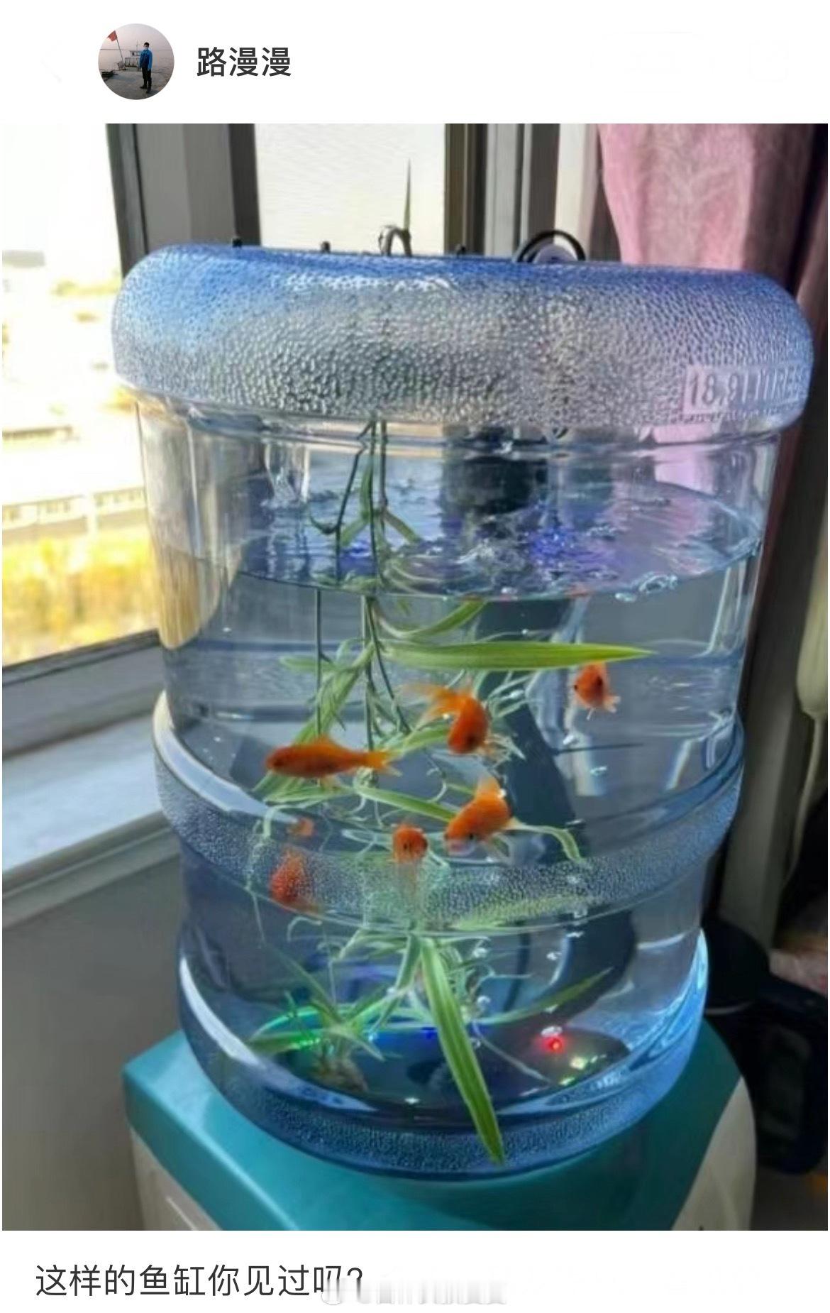 自己做的鱼缸天天都有鱼汤喝 ​​​