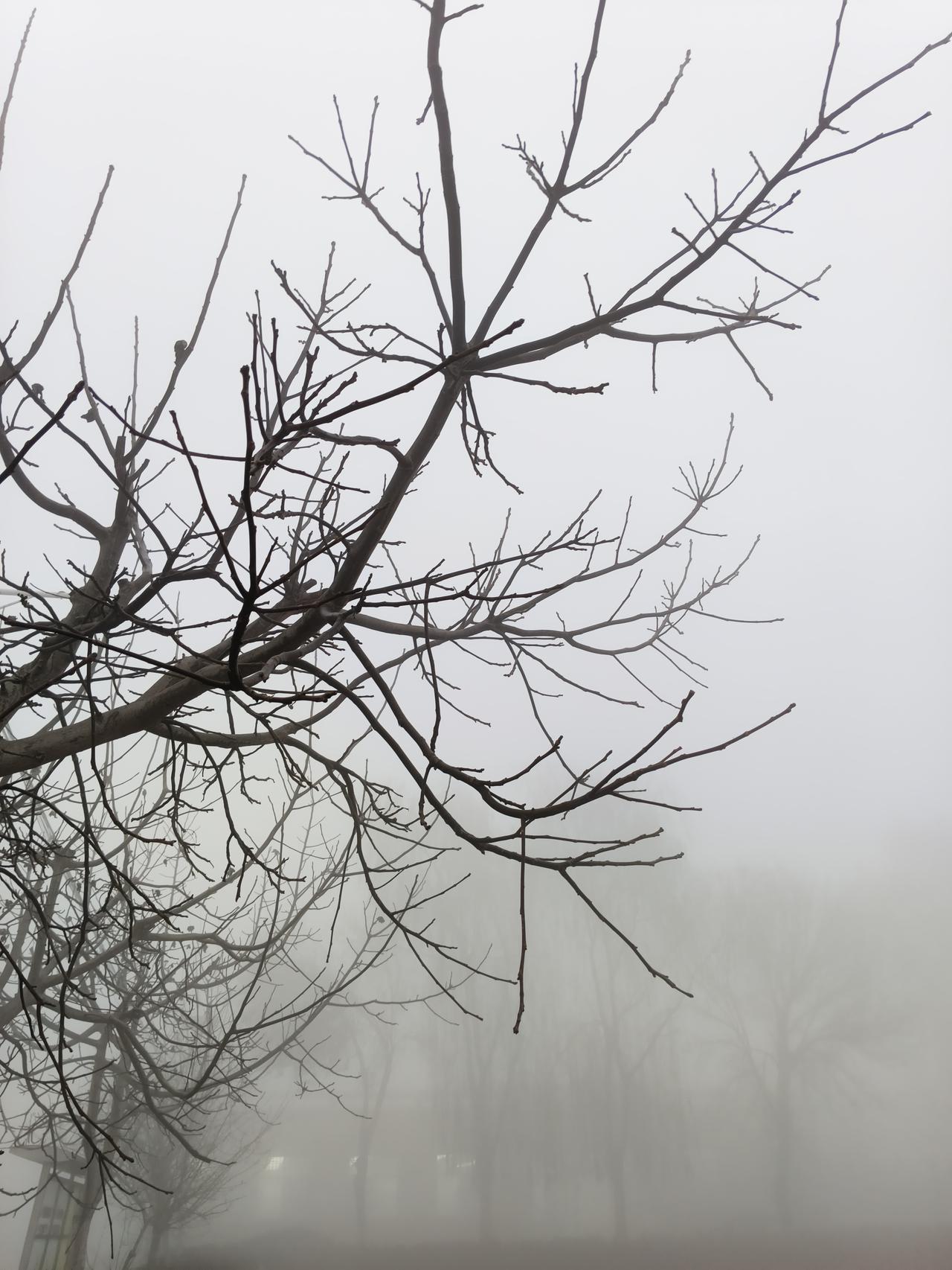 雾中聊城
这几天，聊城陷进雾的柔乡
城乡像被蒙上轻薄的纱帐
光岳楼在雾里隐着轮廓