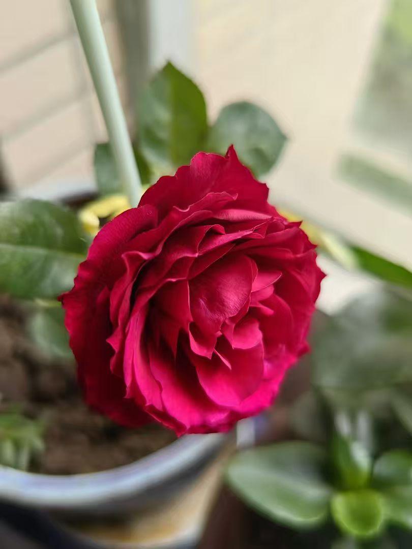 员工离职前有义务带教新人吗?晒图笔记大赛
有个问题都要离职了，为什么还要去带教新