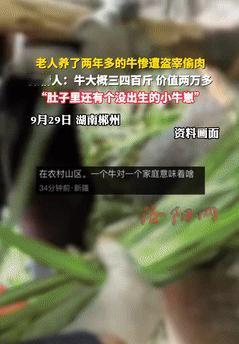 “缺了大德了！”湖南郴州，一老人养了头怀孕母牛，可没想到，有人竟趁着晚上，将母牛
