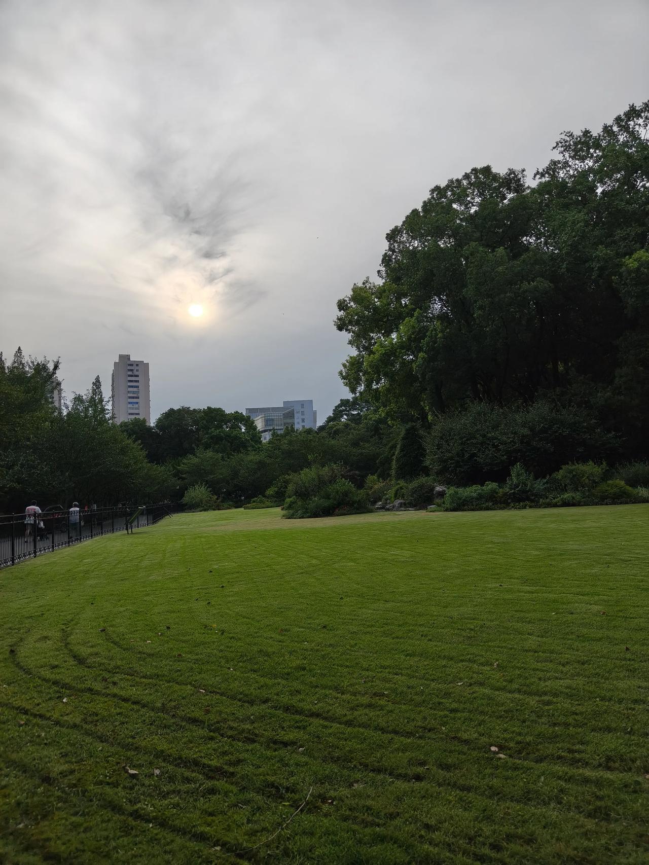 周日去鲁迅公园散步，
本是冲着湖边那几株🌲
紫薇花🌸树去的，🉑还是去的晚了
