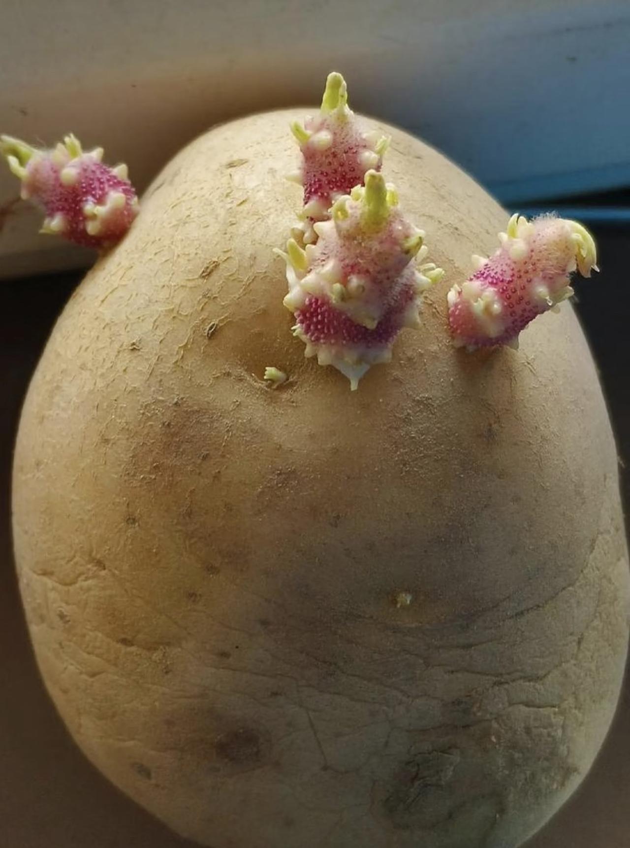 台湾要从美国进口发芽土豆，这事引发岛内民众强烈反弹！

有青鸟出来洗地，说什么"