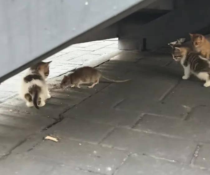 《老鼠比猫大！广东男子发现“巨鼠”，网友：这哪是老鼠，这是“鼠王”吧！》

近日