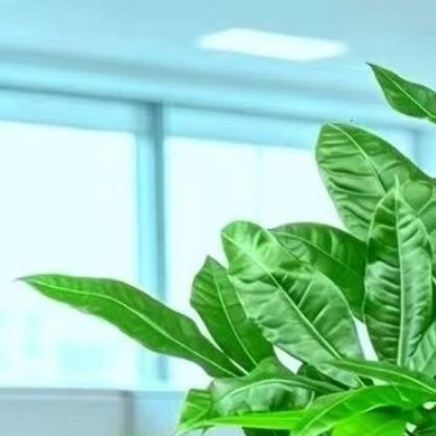 0000 发财树养植方法：一、定期浇水养好发财树需要定期浇水，保证盆土里面有充足