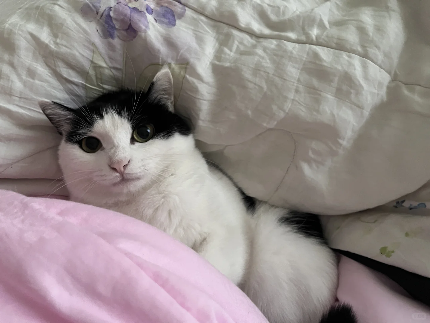 我是小猫 我同意冬天不上班