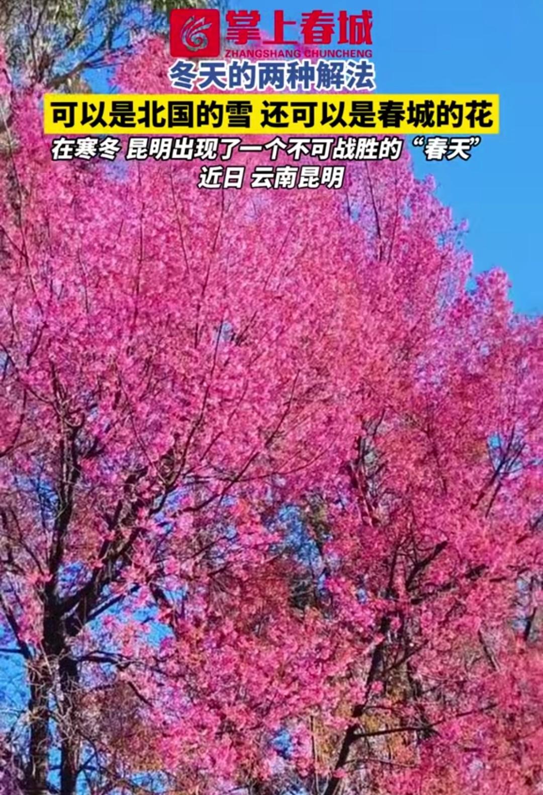 这还是冬天吗？
看这到处盛开的花，这是昆明藏在冬天里不可战胜的春天啊。
昆明的冬