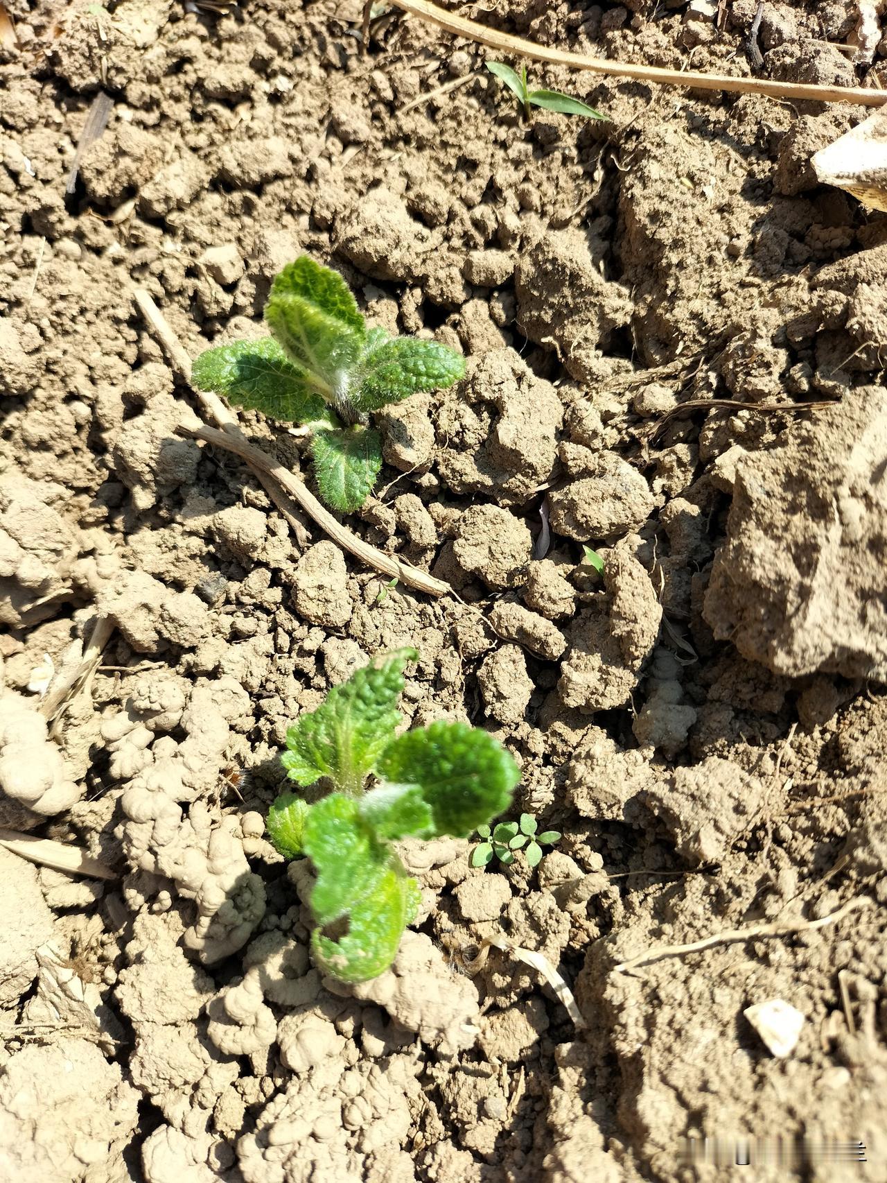 前些日子种的宝塔菜出来了，苗出来的很齐，就是有点干了，我昨天浇了一点水。

这个