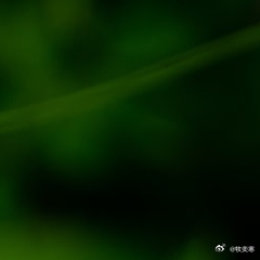 种植种植关爱他人不光是一种举手之劳，更是一种用善言善语、做思想传禅的待人方式。 