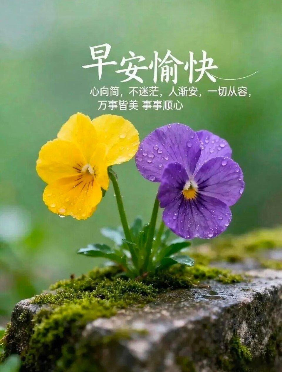 早安愉快！黄紫小花带着露珠醒来，把清新的能量送给你～愿你今天不慌不忙，稳稳当当，
