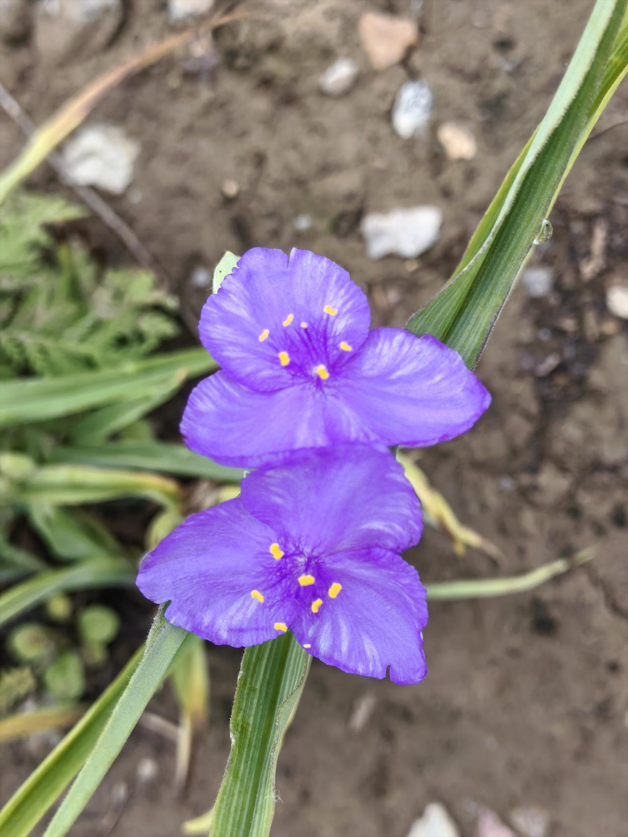 再续紫露草
昨天初看这种花说是叫紫露草花，说它是早上开中午就谢了，果然我昨天晚上