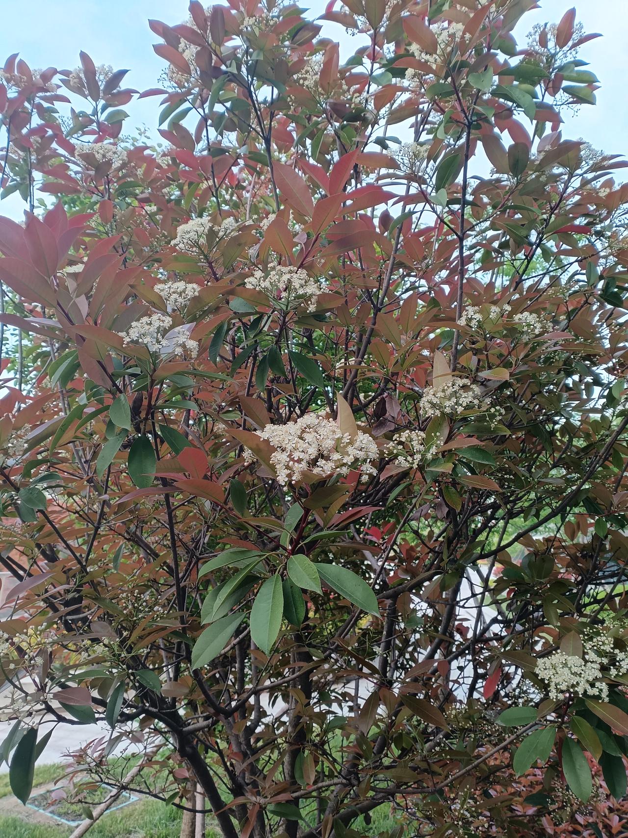 丹叶映晴光，素花缀枝桠，红与白撞出独属于石楠的春日热烈与清欢。