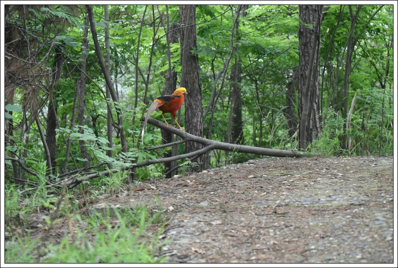 万绿丛中一点红。您看这一点红是啥？不怕您放大，越大越清晰。

看清后，请在评论区