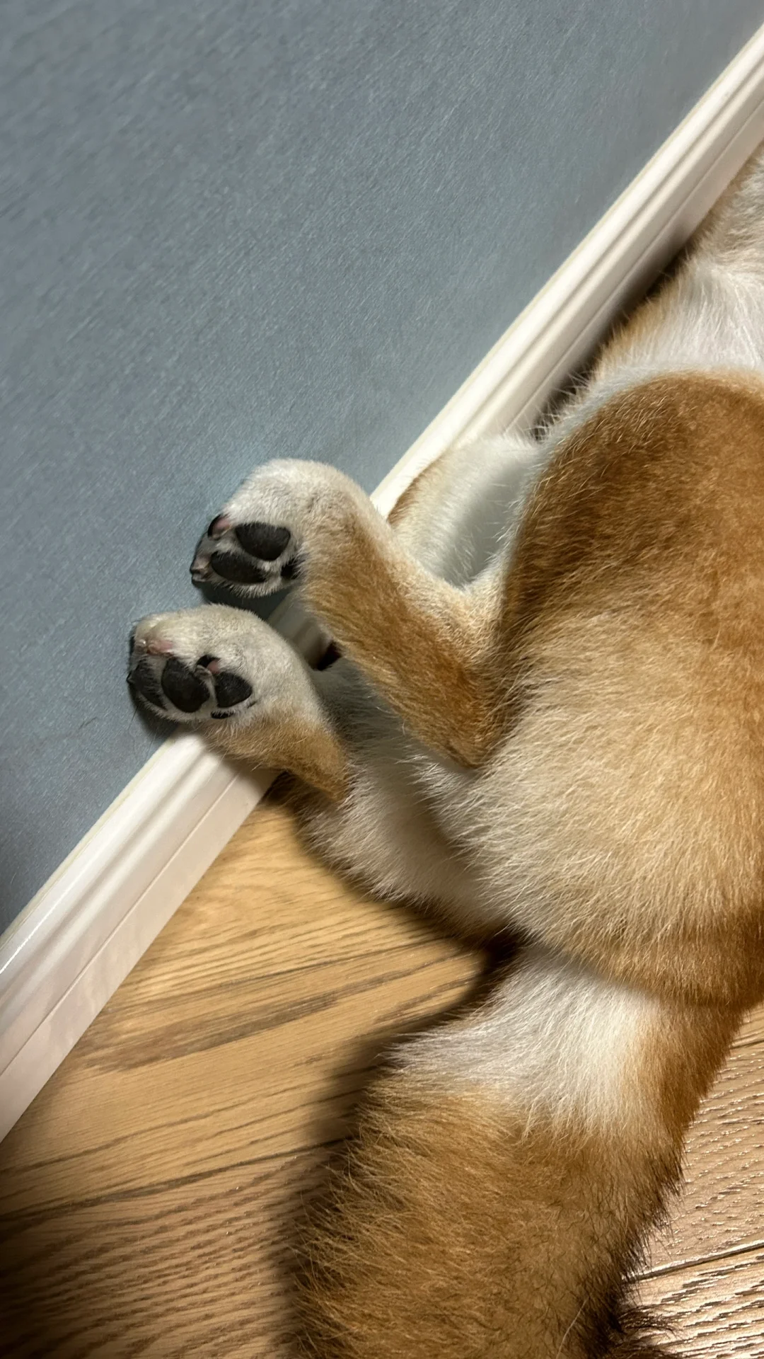 jiojio这样睡得更香吗