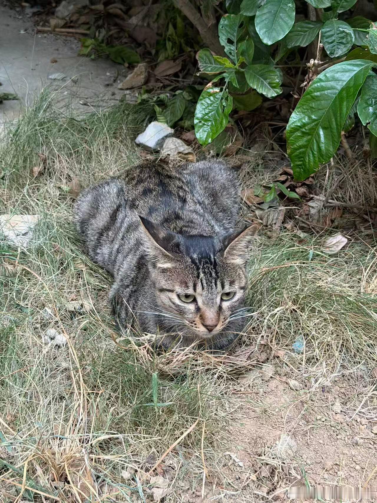 我嫂子上次捡到的三花猫，确实怀孕了，我出钱让她带去绝育+引产了。厦门有想领养猫的