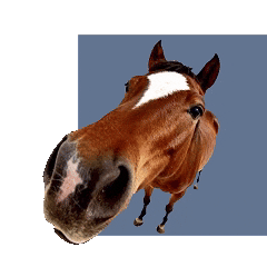 【本想温柔喂个马，差点直接送走它！】同样是吃东西，为啥马吃点洋葱巧克力就要命？答