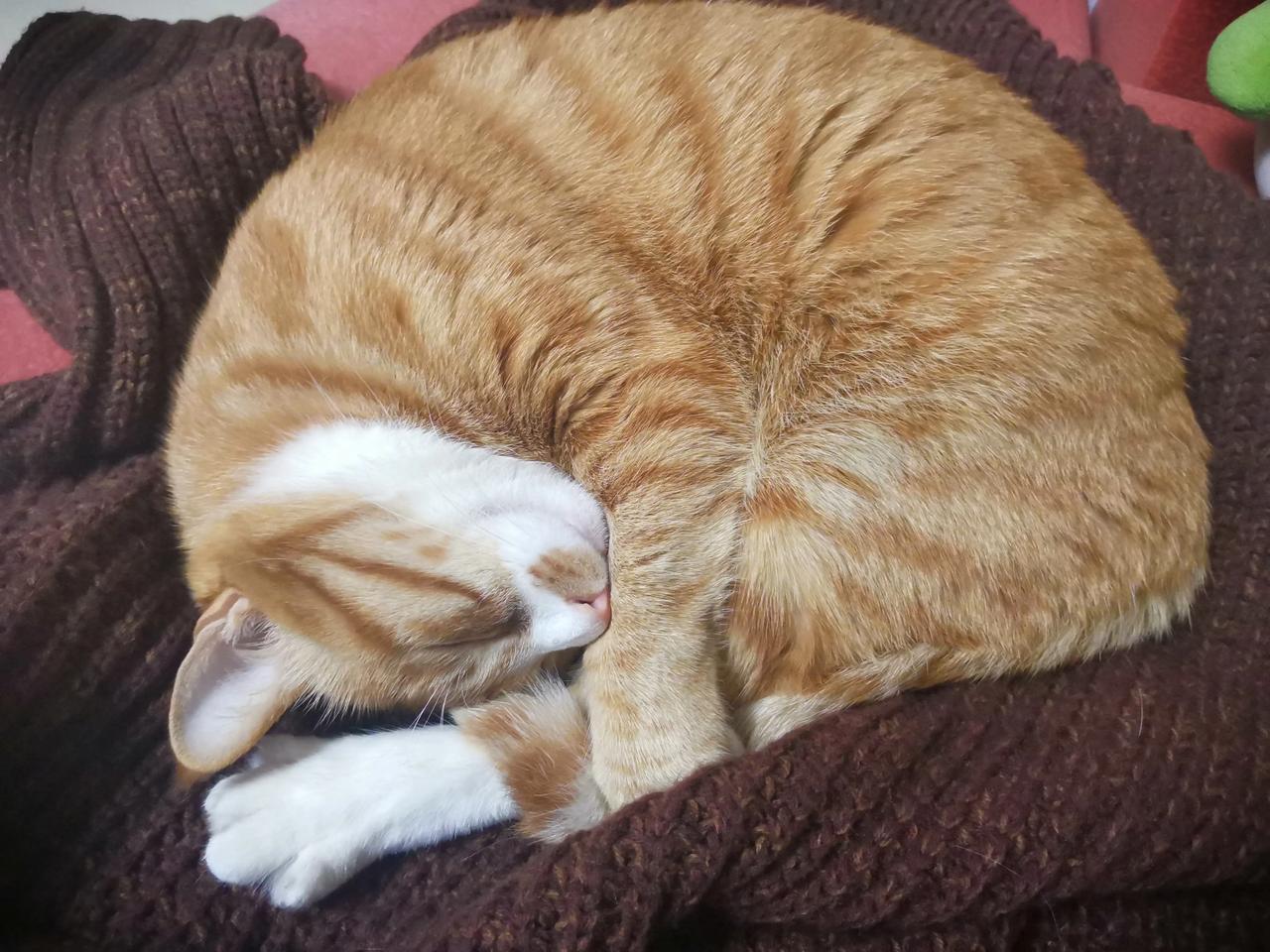 头回知道，猫亲近的人，都是灵魂很轻的人。
