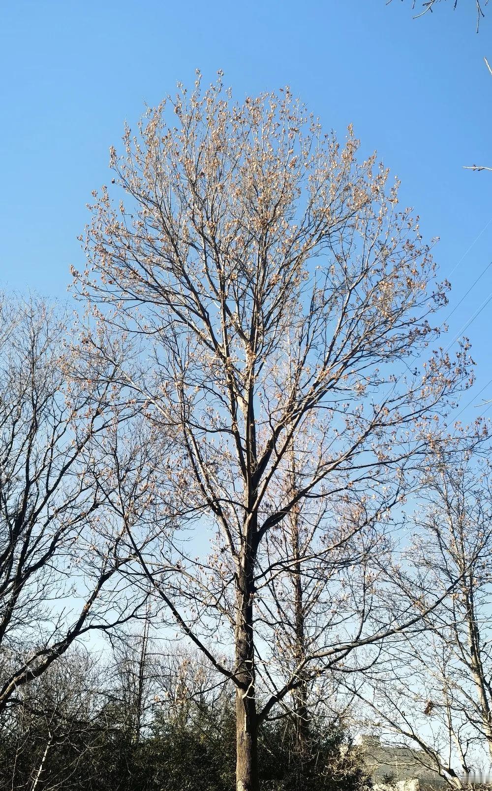 入秋以后捡了许多它的果实。它的果实像花儿一样美丽，神秘感十足，在风的吹拂中有许多