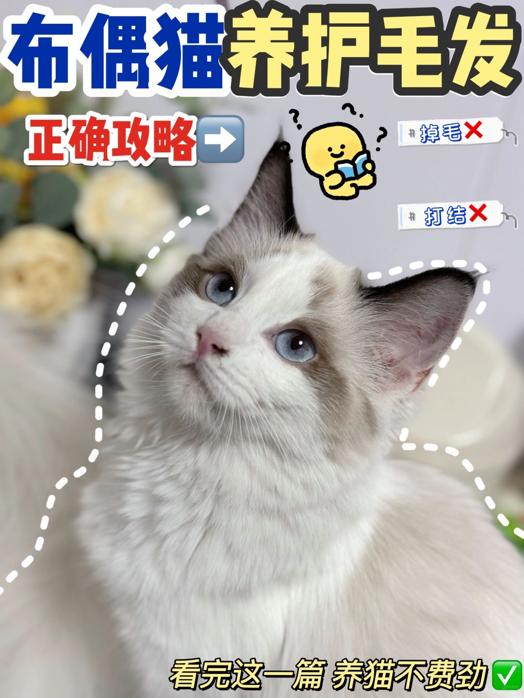 布偶崽崽这么可爱！到底怎么养？