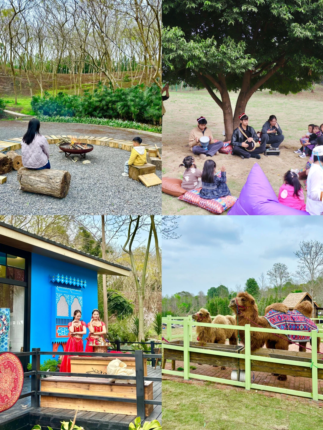 没去新疆，带娃在成都喂骆驼！新开西域营地