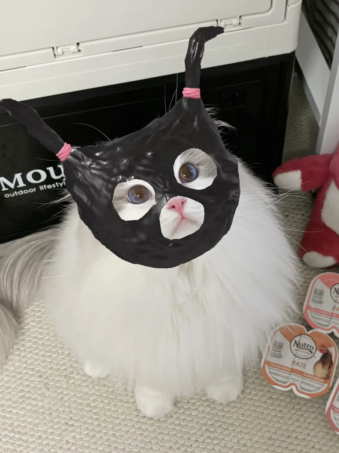 今日可爱的桶装猫猫🐱