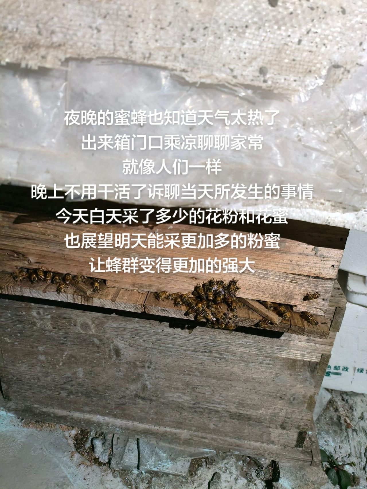 夜晚的蜜蜂也知道天气太热了
出来箱门口乘凉聊聊家常
就像人们一样
晚上不用干活了