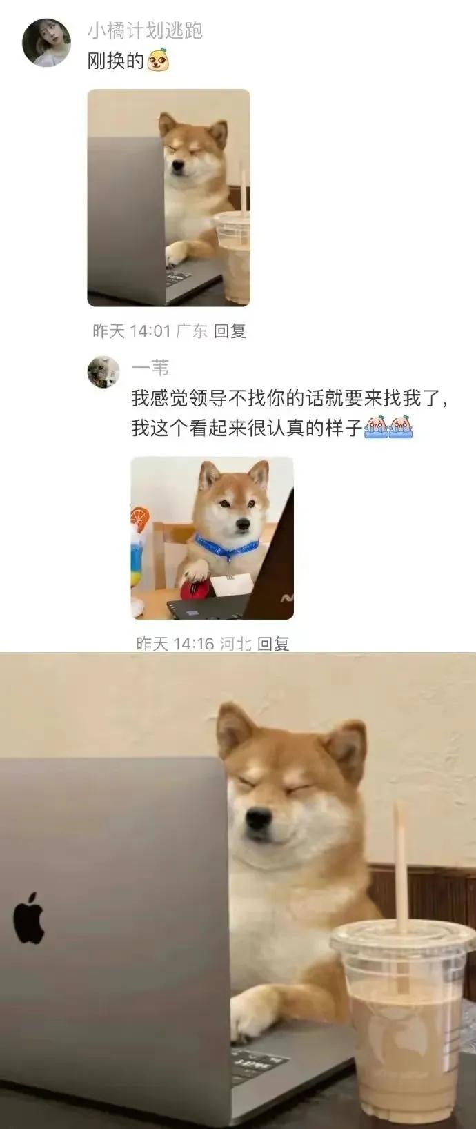 打工🐶