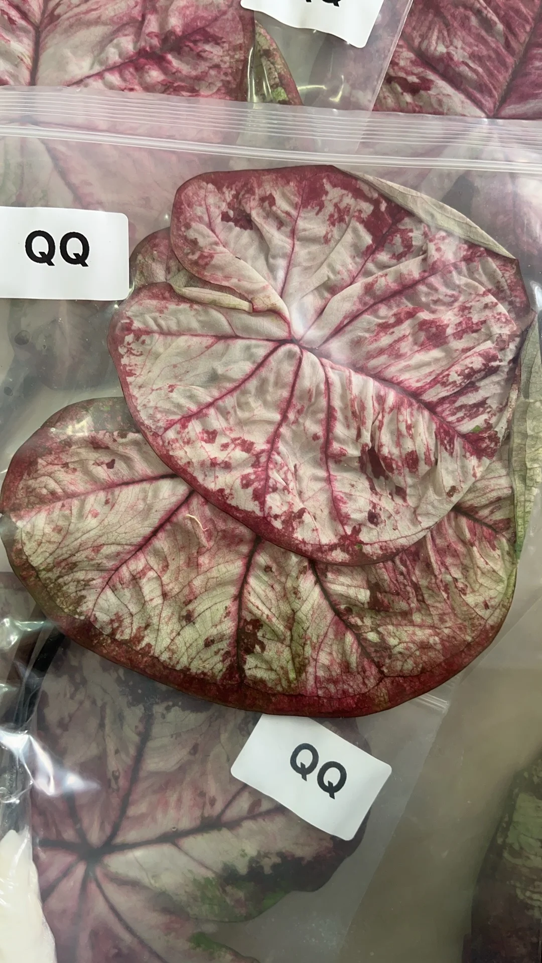 来不及预告的品，先保留下生前图片吧！