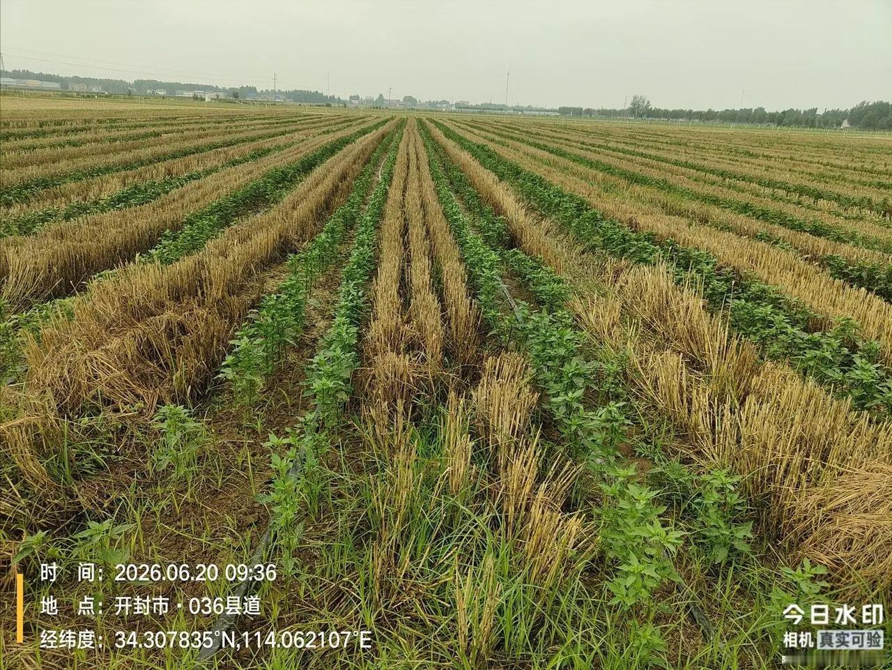 “太蹊跷了！”河南开封一户农户守着自家十亩辣椒地满心绝望，头天傍晚地里还青枝绿叶