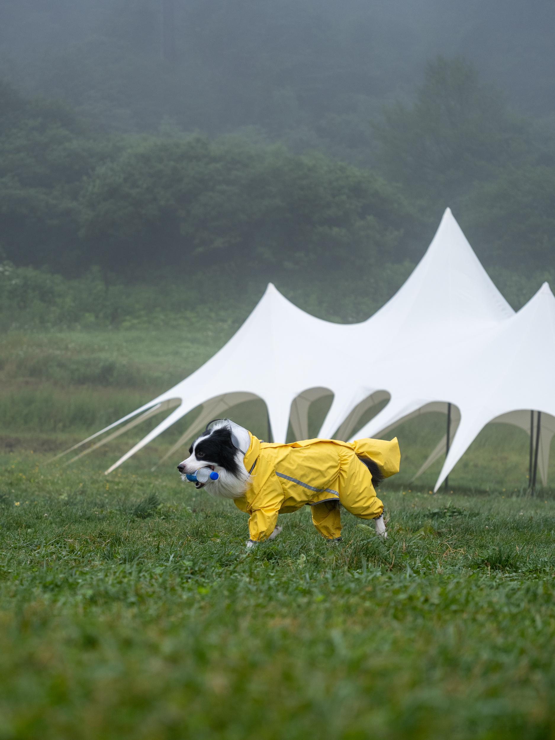 炎炎夏日城区动辄30+温度时快来金佛山森林公园体验20度的凉爽#摄影#  ​​​