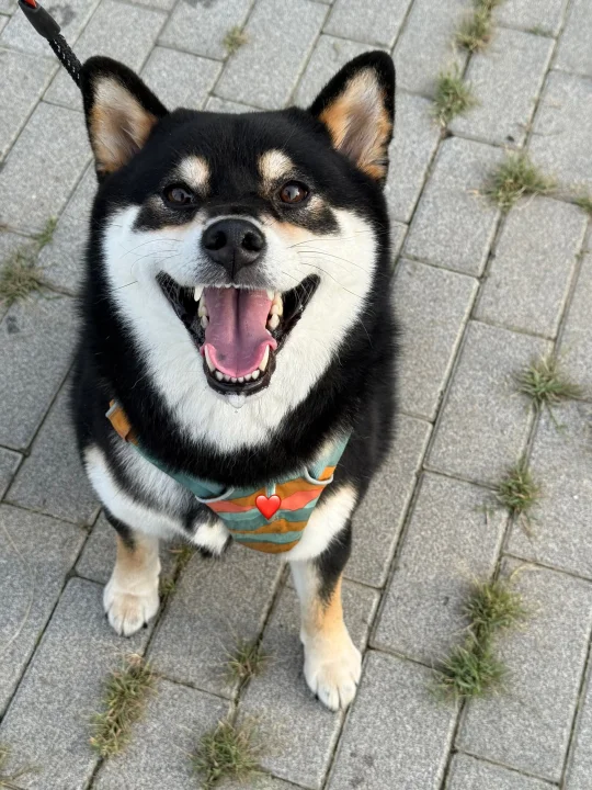 小狗知道自己有好多名字