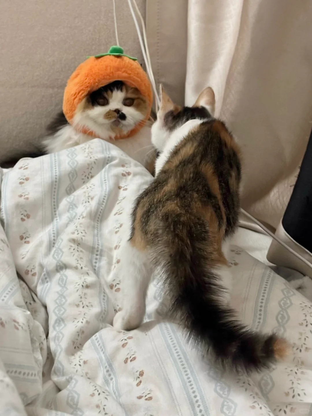 小流浪见到原住民毛炸成刺猬了🦔