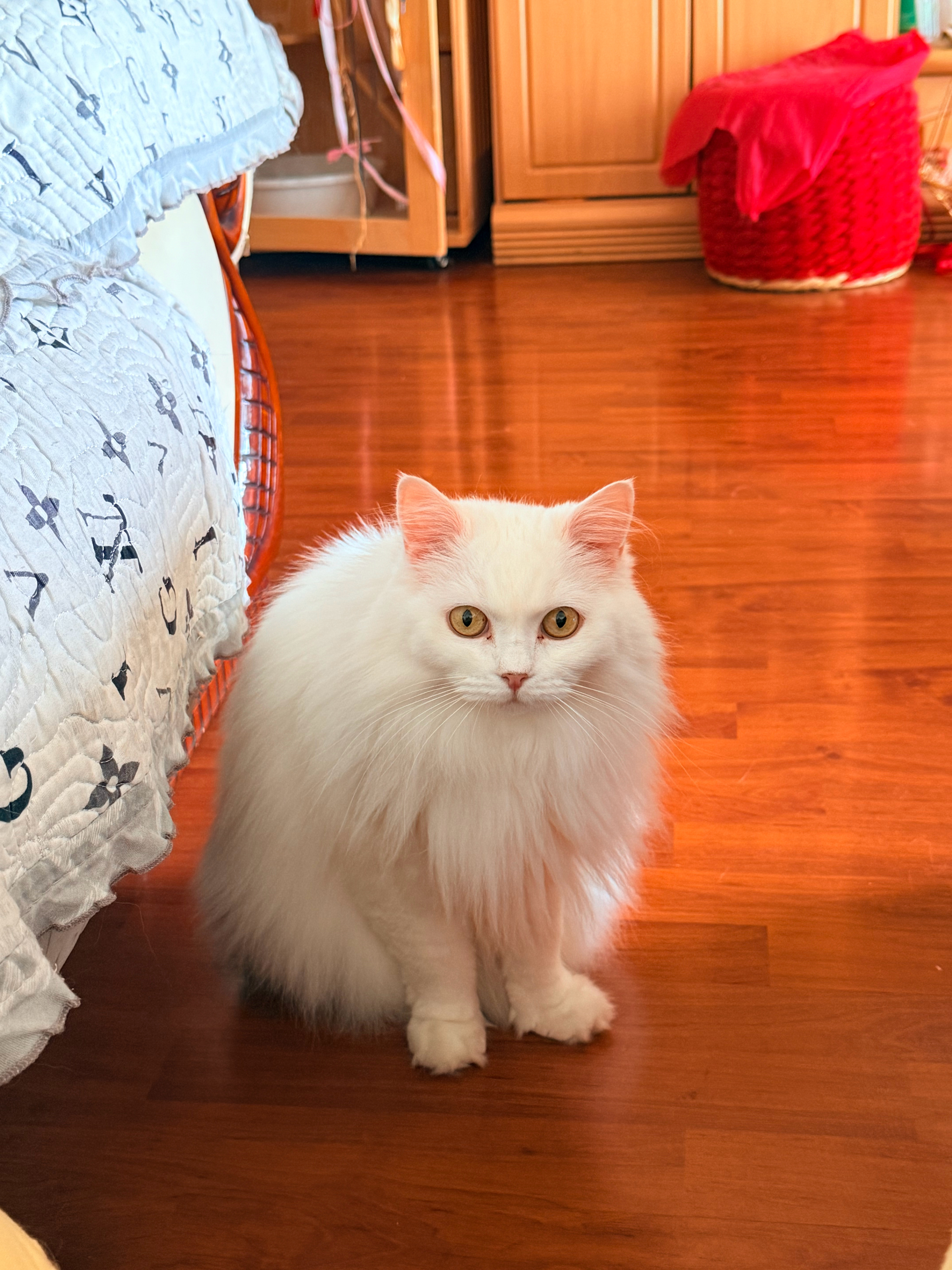 小猫小猫……笑笑的奇妙物语