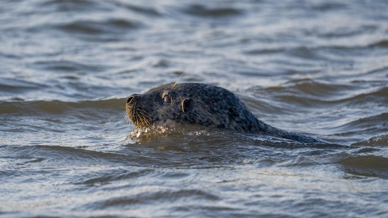 国家一级海洋保护动物，西太平洋斑海豹，回游到渤海北极，辽东湾辽河入海产崽[祈祷]