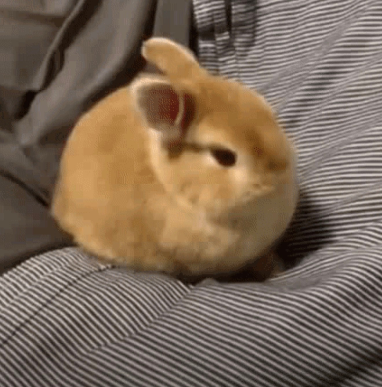 审兔积累 ​​​