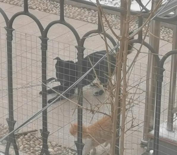 团宠“小黑”的幸福生活。“小黑”是邻居家的小狗狗，浑身漆黑如墨，因为家里的小姐姐