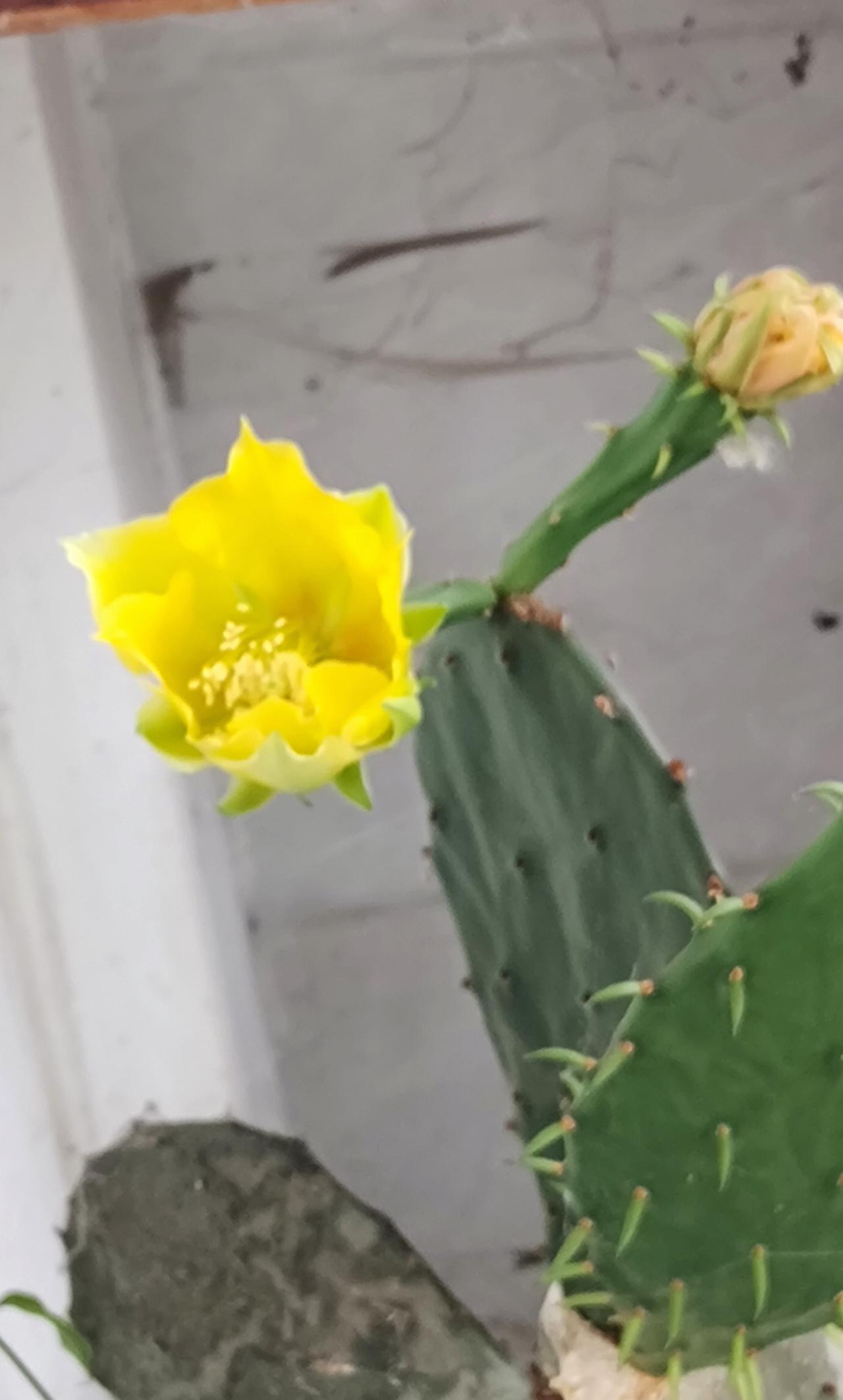 你们有见过仙人掌开花吗?
我第一次看到仙人掌开花，很惊艳！
可惜只开了两天，第二