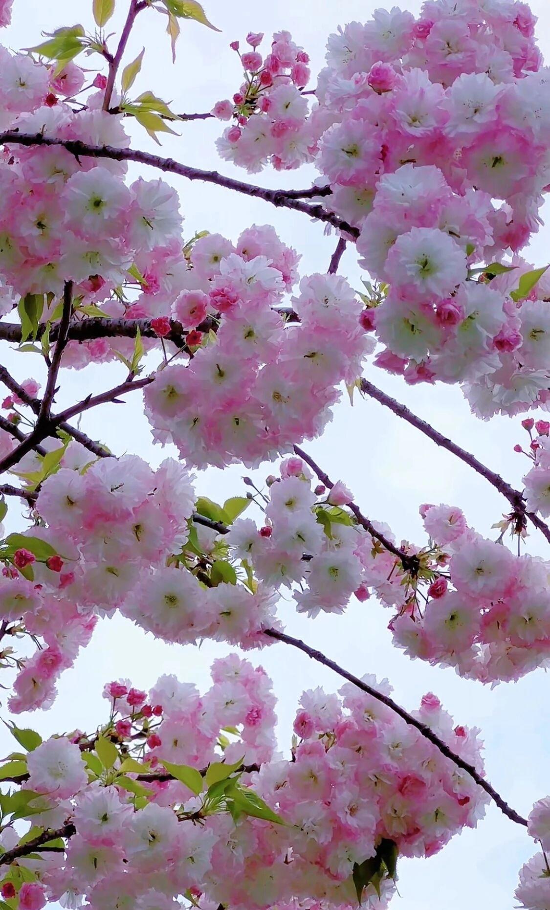 今年冬天的不同今年的冬天连续零下10度左右的天气有10天左右吧太冷了。并且雪化了